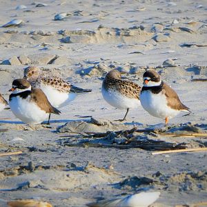 Sanderlings and Semipalmated Plovers