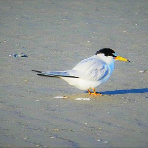 Least Tern
