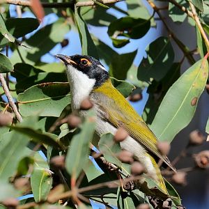 White-naped Honeyeater