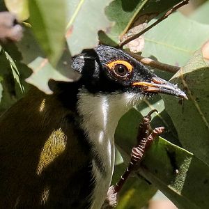 White-naped Honeyeater