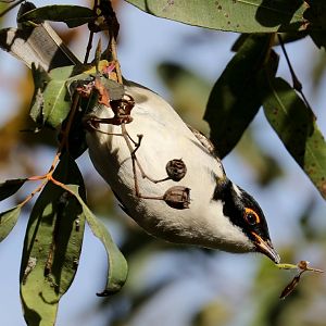 White-naped Honeyeater