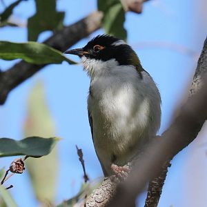 White-naped Honeyeater