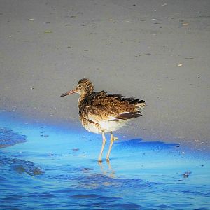 Willet