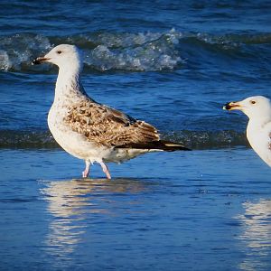 American Herring Gulls