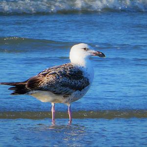 American Herring Gulls