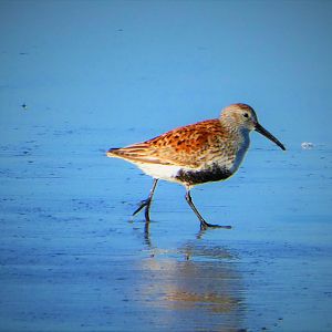 Dunlin