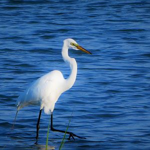 Great Egret