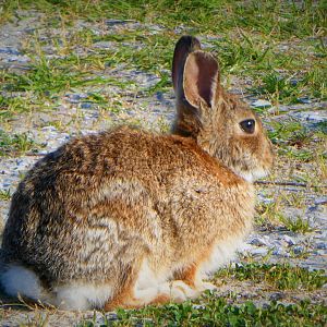 Eastern Cottontail