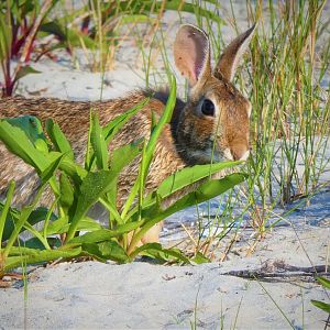 Eastern Cottontail