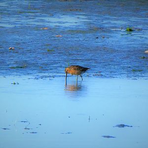 Short-billed Dowitcher