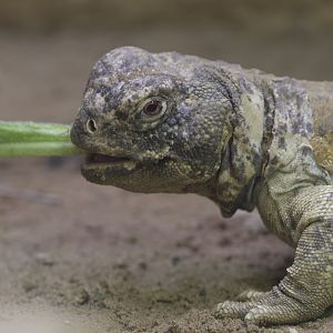 Leptien's spiny-tailed lizard