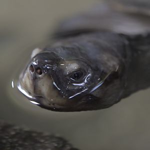 Black marsh turtle
