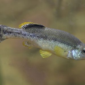 Balsas splitfin