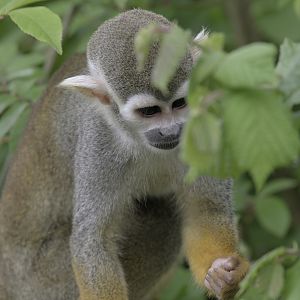 Common squirrel monkey catches spider