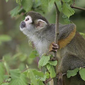 Common squirrel monkey