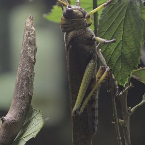 Giant South American grasshopper