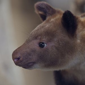 Goodfellow's tree kangaroo