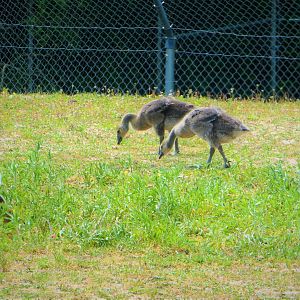 Atlantic Canada Goose Goslings