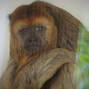 Primate Point - Black Howler Monkey