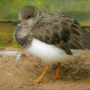 World of Birds - Ruddy Turnstone