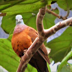 World of Birds - Blue-headed Wood-Dove