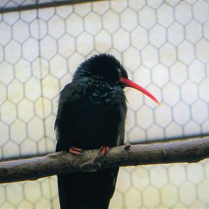 World of Birds - Green Wood-Hoopoe