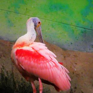 World of Birds - Roseate Spoonbill