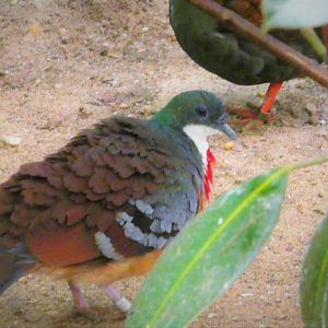 World of Birds - Mindanao Bleeding-Heart