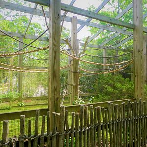 Canopy Creatures - Golden Lion Tamarin and Common Marmoset Exhibit