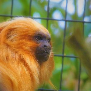 Canopy Creatures - Golden Lion Tamarin