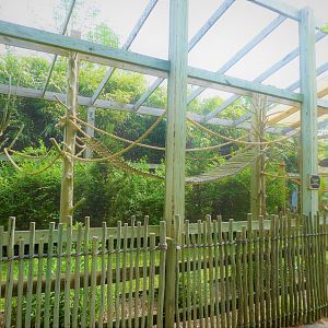 Canopy Creatures - Bearded Emperor Tamarin Exhibit