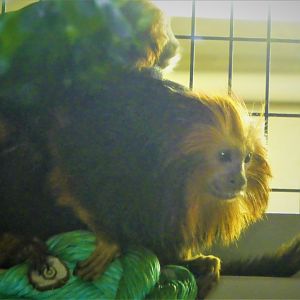Canopy Creatures - Golden-headed Lion Tamarin
