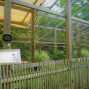 Canopy Creatures - Cotton-top Tamarin Exhibit