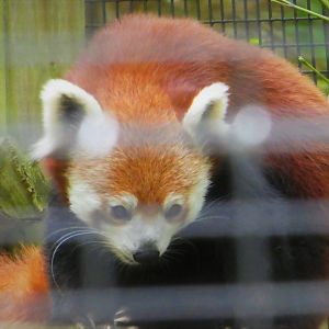 African Savanna Bridge - Red Panda