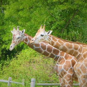 African Savanna Bridge - Hybrid Giraffes