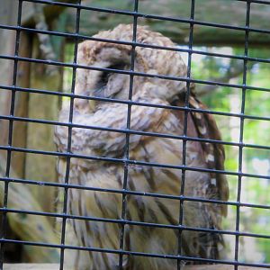 African Savanna Bridge - Barred Owl