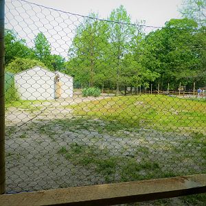 Current Progress on Future Red Kangaroo/Emu Exhibit