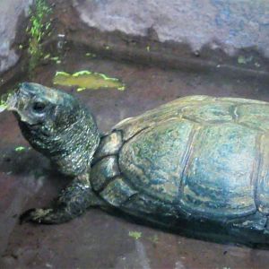 Reptile & Amphibian House - Coahuilan Box Turtle