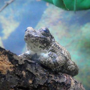 Reptile & Amphibian House - Gray Tree Frog