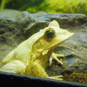 Reptile & Amphibian House - Solomon Island Leaf Frog