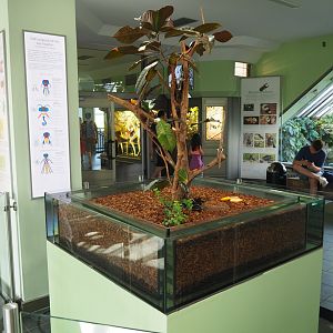 Madagascar Hissing Cockroach Exhibit