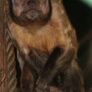 Cappuccino id different picture