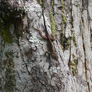 Brown anole