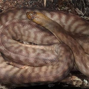 Woma python (Aspidites ramsayi)