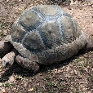 Aldabra giant tortoise (Aldabrachelys gigantea)
