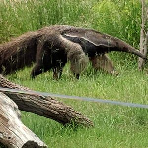 Giant anteater (Myrmecophaga tridactyla)