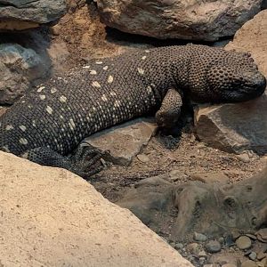 Mexican beaded lizard (Heloderma horridum)