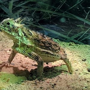 Texas horned lizard (Phrynosoma cornutum)