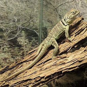 Eastern collared lizard (Crotaphytus collaris)
