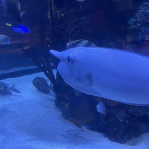 Can anybody id this fish